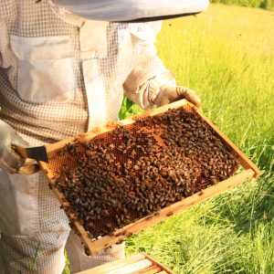 Visite de découverte des ruches